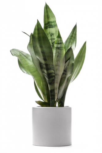 green snake plant in white pot